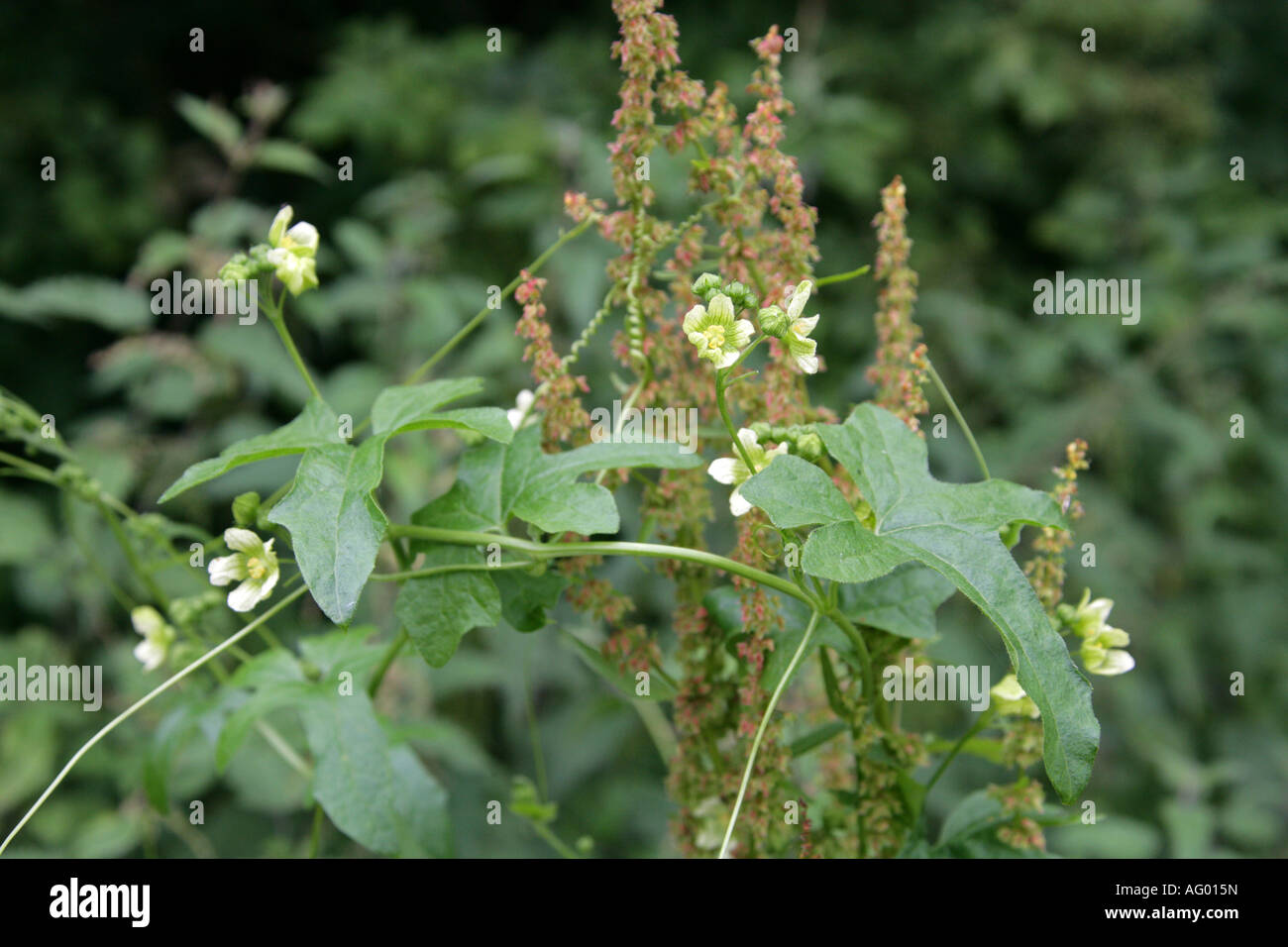 White bryony hi-res stock photography and images - Alamy