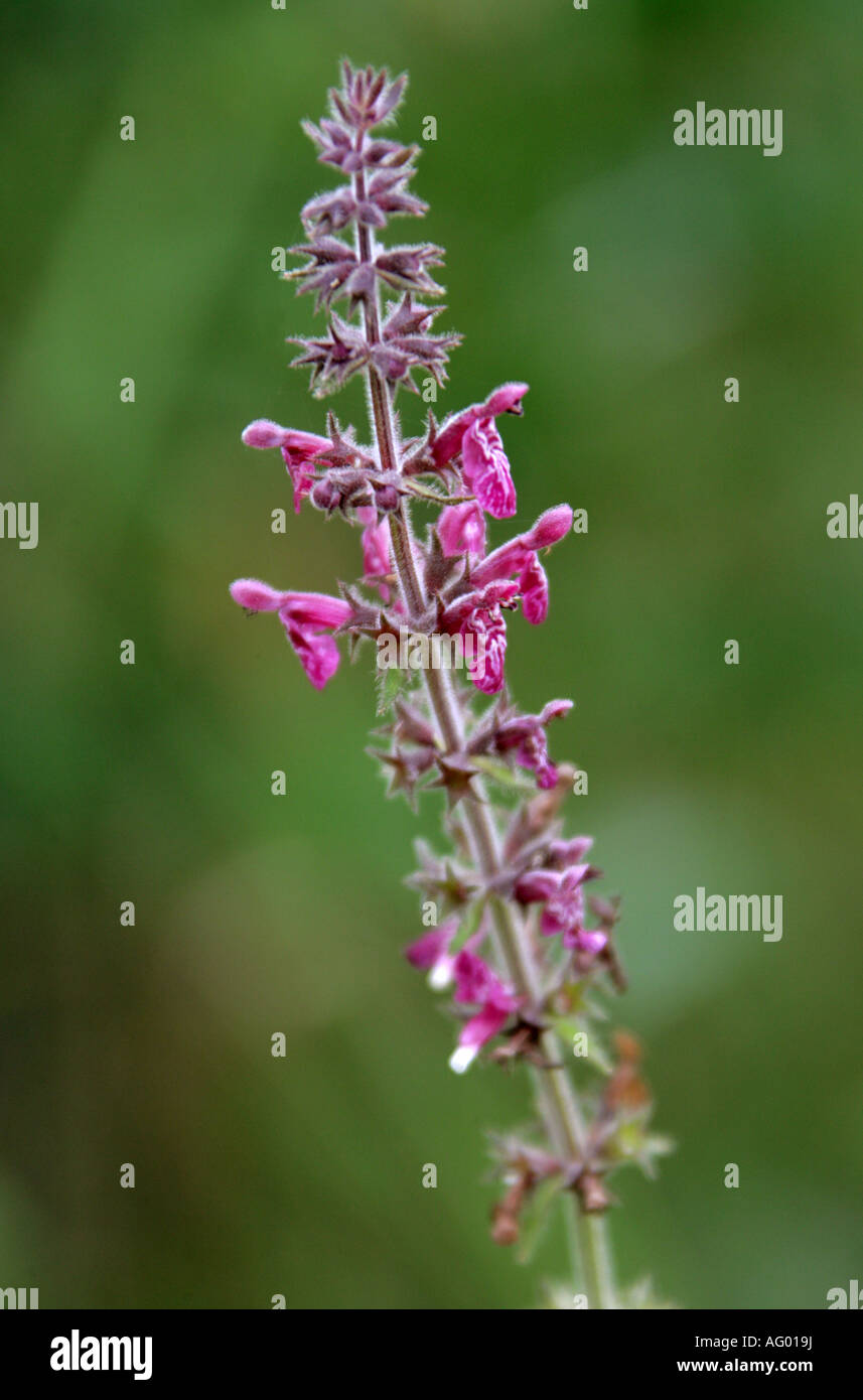 Hedge Woundwort, Stachys sylvatica, Lamiaceae, Labiatae Stock Photo