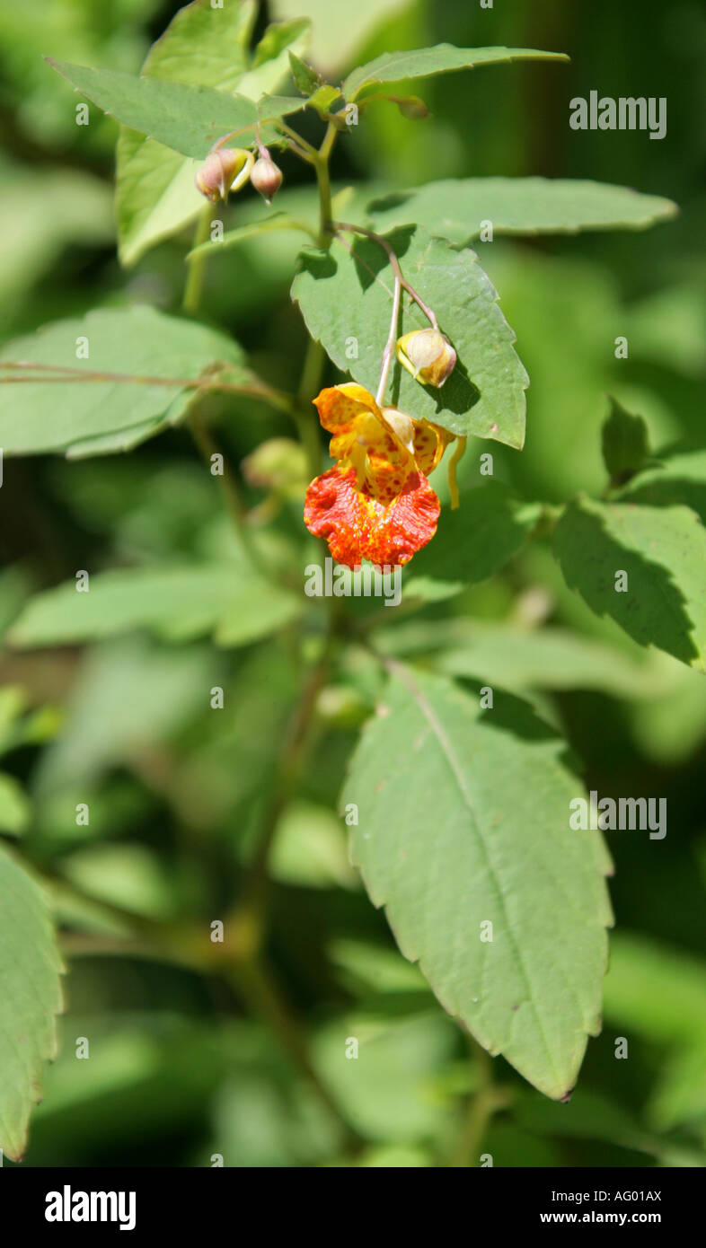 Orange Balsam, Impatiens capensis, Balsaminaceae, aka Jewelled Balsam or Jewelweed or Spotted Touch Me Not Stock Photo