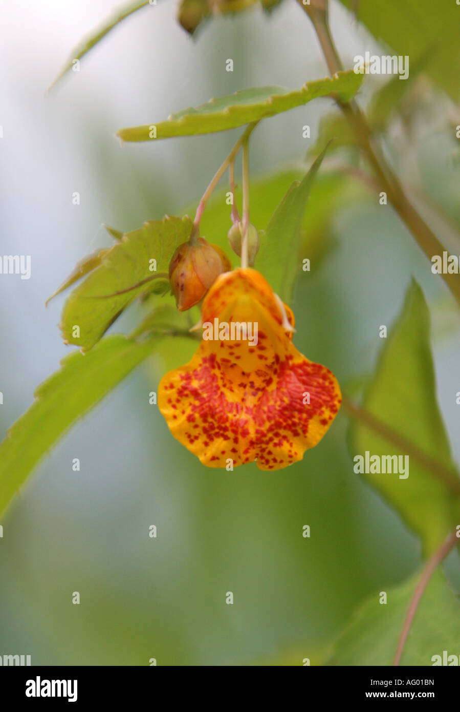 Orange Balsam, Impatiens capensis, Balsaminaceae, aka Jewelled Balsam or Jewelweed or Spotted Touch Me Not Stock Photo