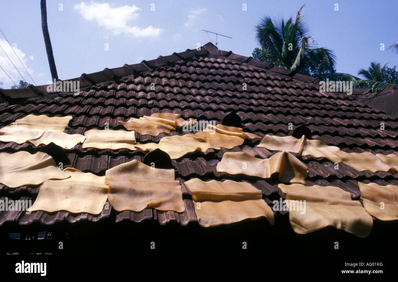 Drying Latex  on a rooftop Kerala Village Life South India Stock Photo