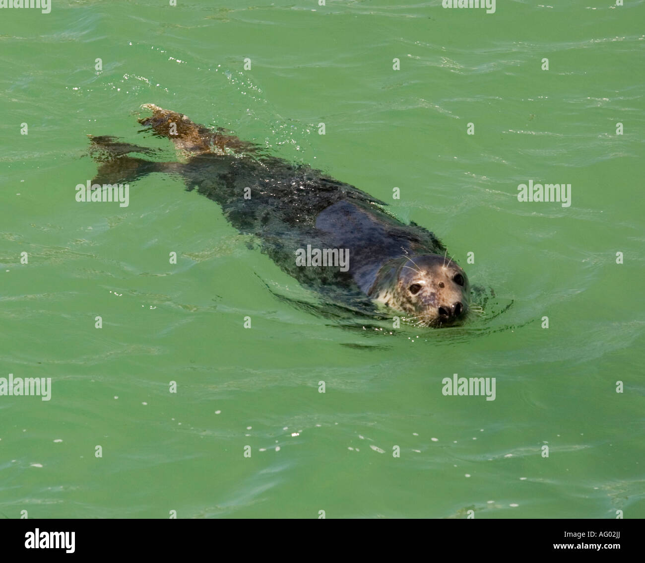 Common seal swimming in sea water,St Ives,Cornwall,England,UK Stock Photo