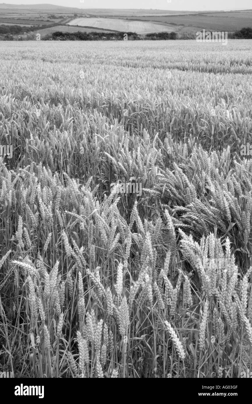 Crop rows field Black and White Stock Photos & Images - Alamy