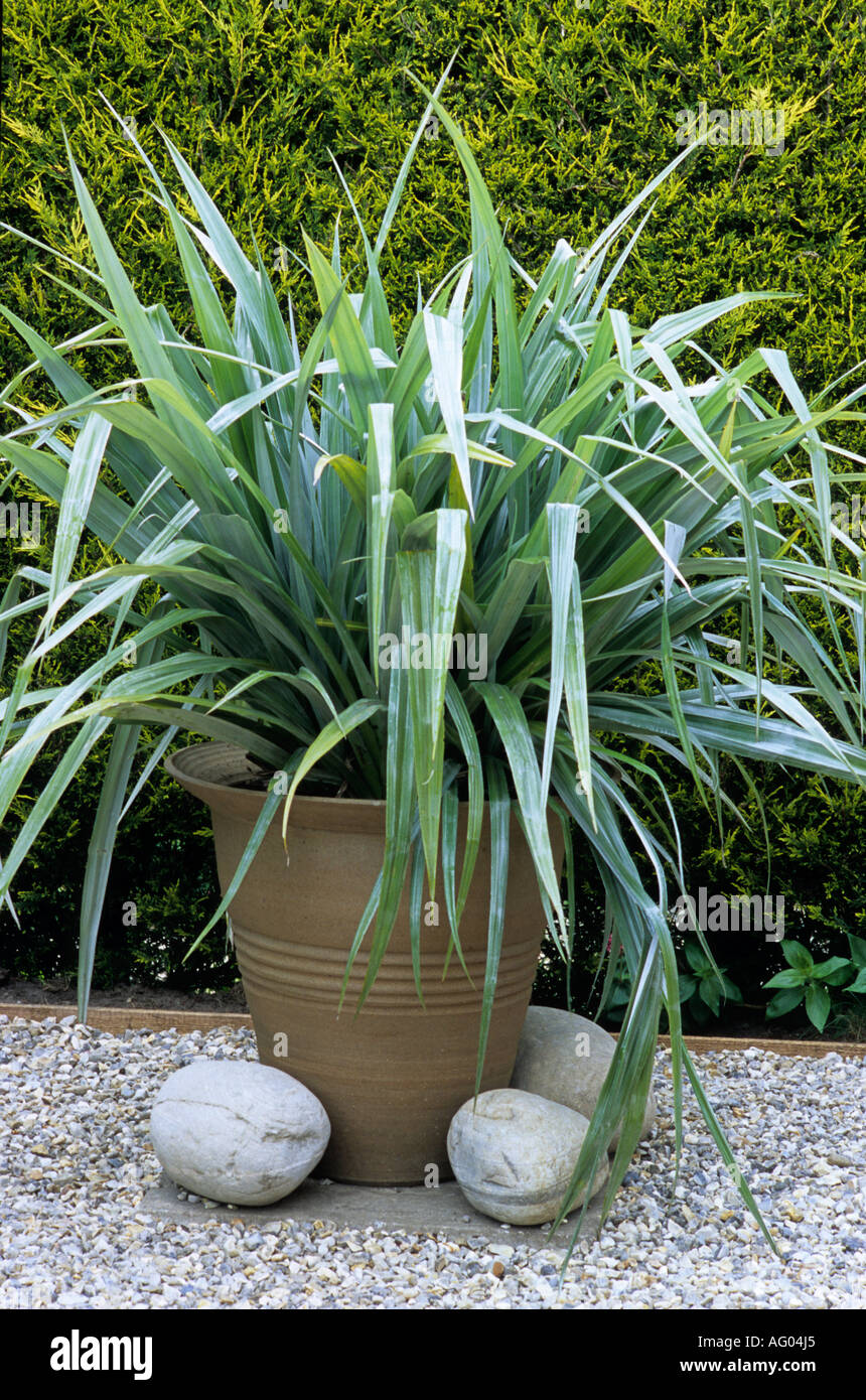 Astelia chathamica in ceramic container, pot, planter gravel garden, leylandii, garden boundary hedge astelias containers Stock Photo