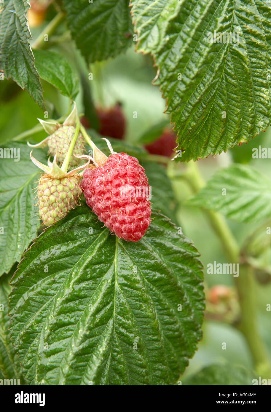 Autumn Bliss raspberries Stock Photo