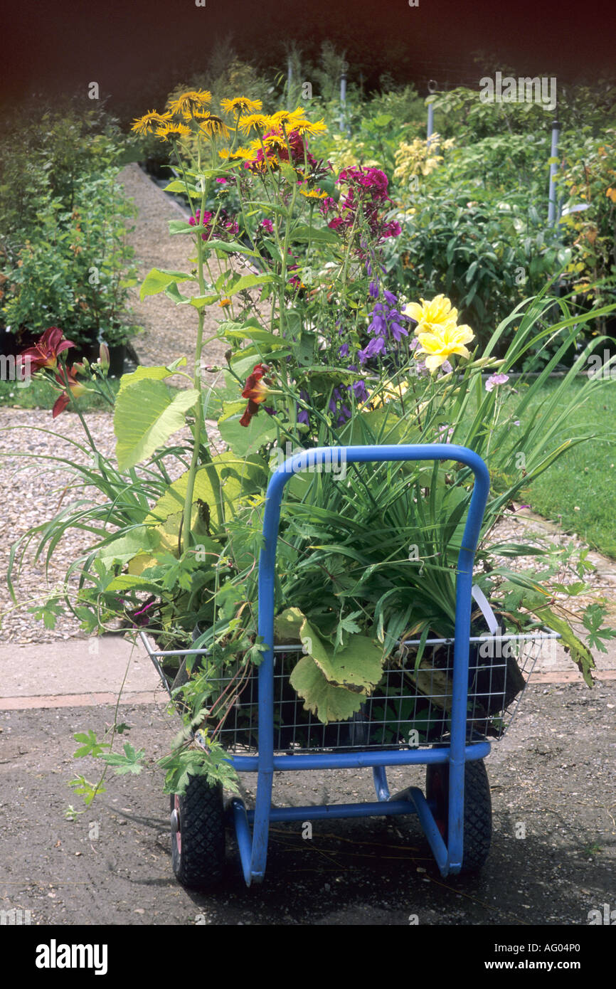 Garden Centre, Nursery, trolley laden with plants Stock Photo
