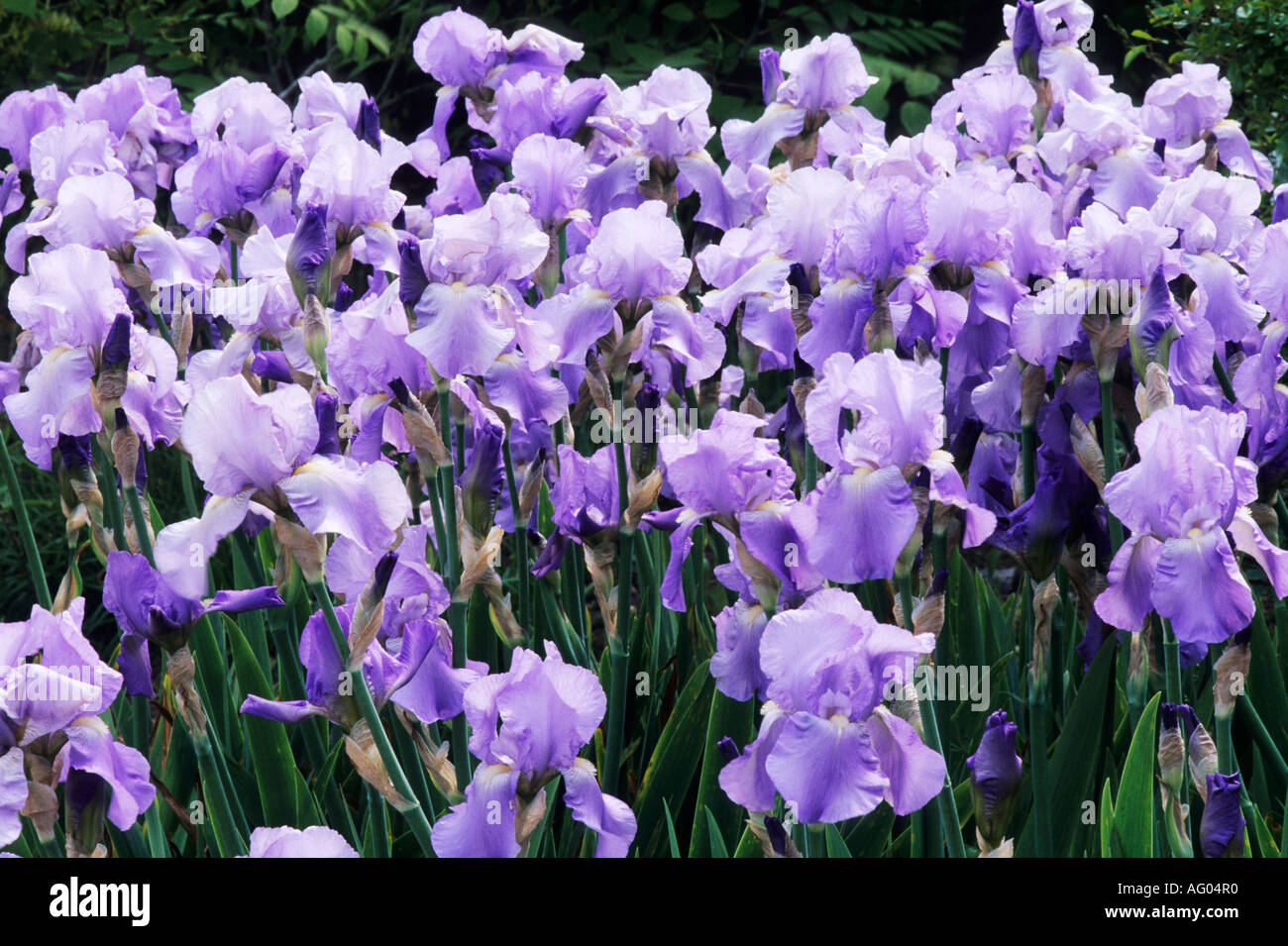 Iris 'Jane Phillips', tall bearded, drift, pale blue flowers irises Stock Photo
