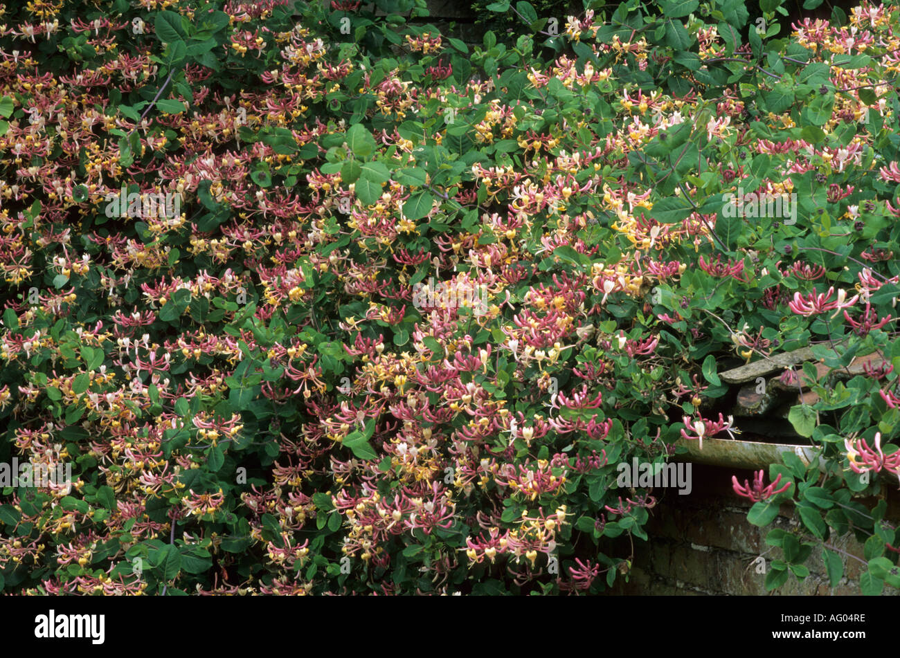 Lonicera x americana hi-res stock photography and images - Alamy
