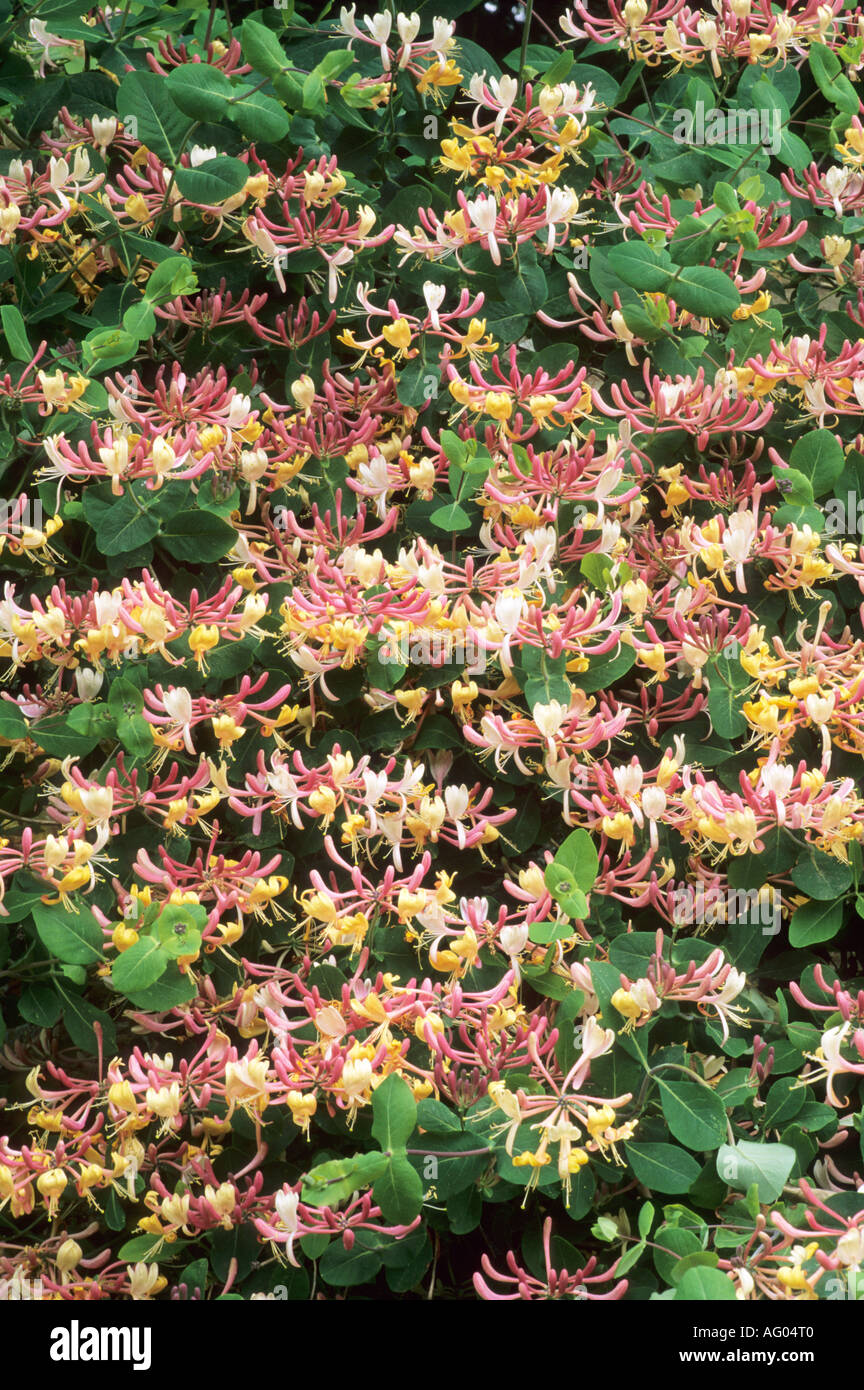 Lonicera x americana hi-res stock photography and images - Alamy