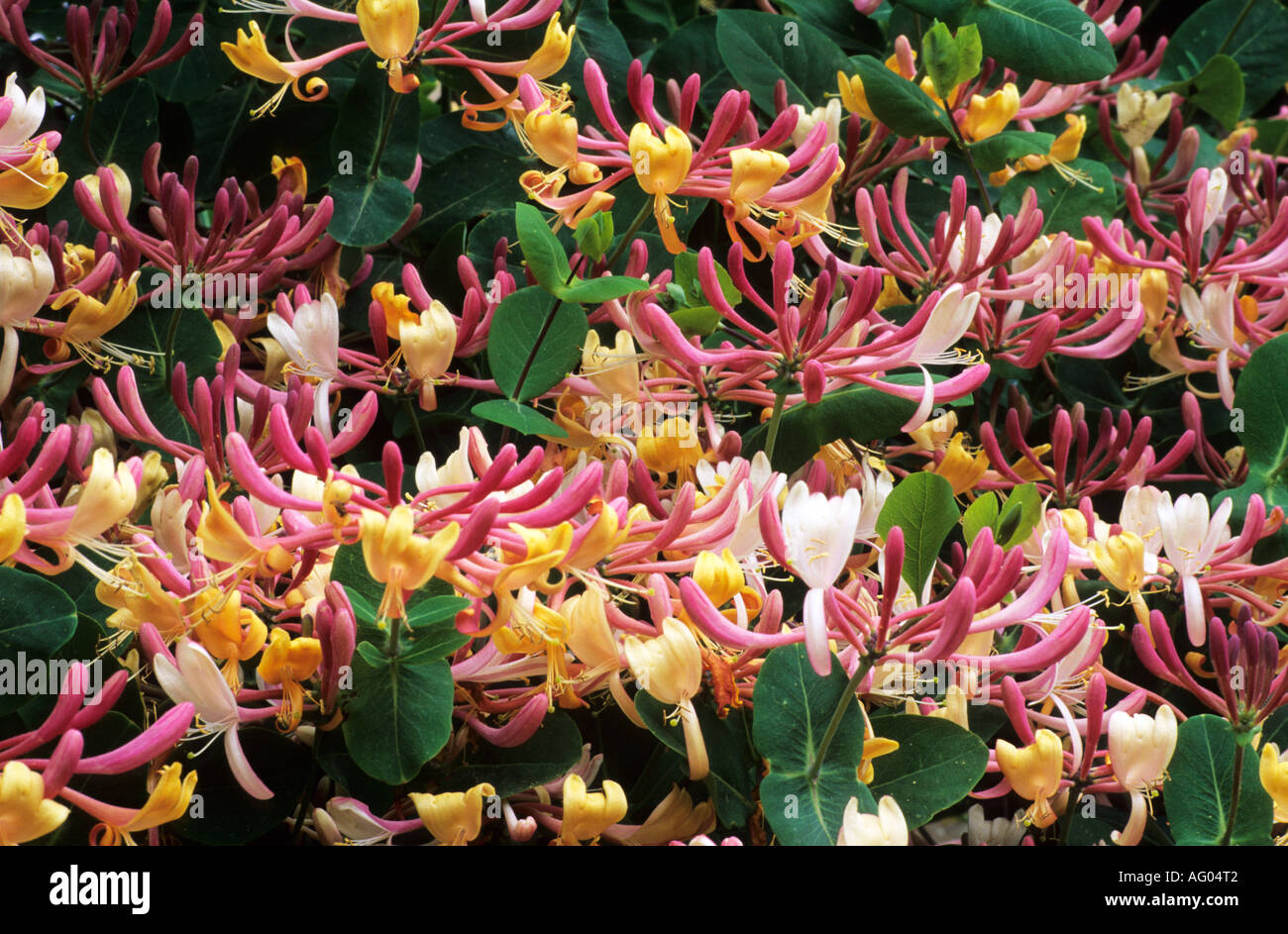 rubber plant plant Rubber Plant main image 1