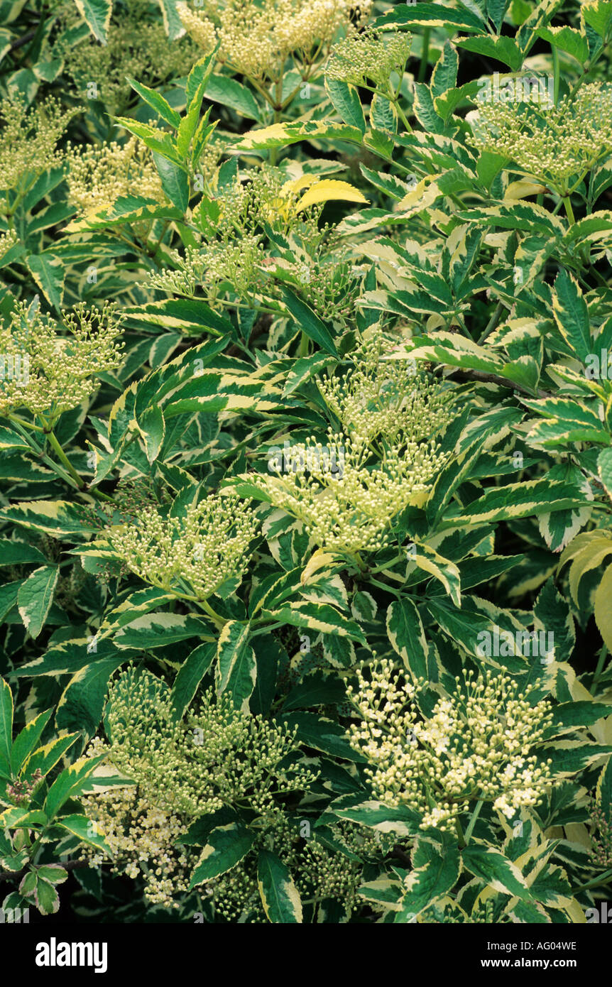 naturland saatgut regionales Wildpflanzen Saatgut für den Garten (10qm) 🌼 – keep it grün