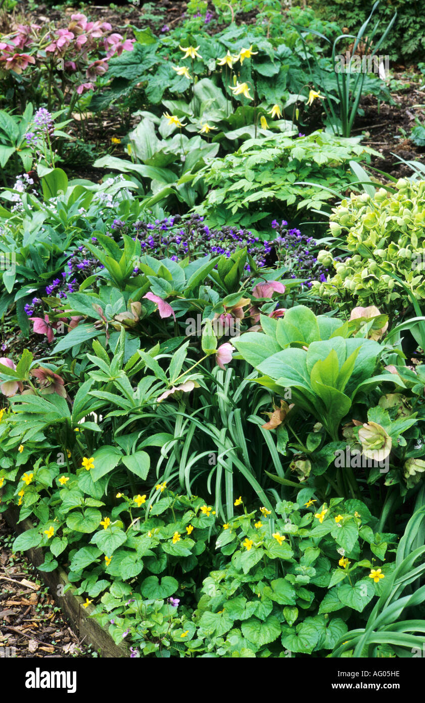 Winter woodland border, hellebores, helleborus orientalis hybrids, erythronium and viola lutea Stock Photo