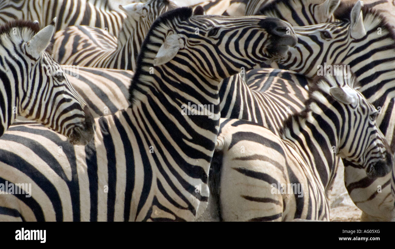 Burchell Zebras, Etosha National Park, Namibia Stock Photo