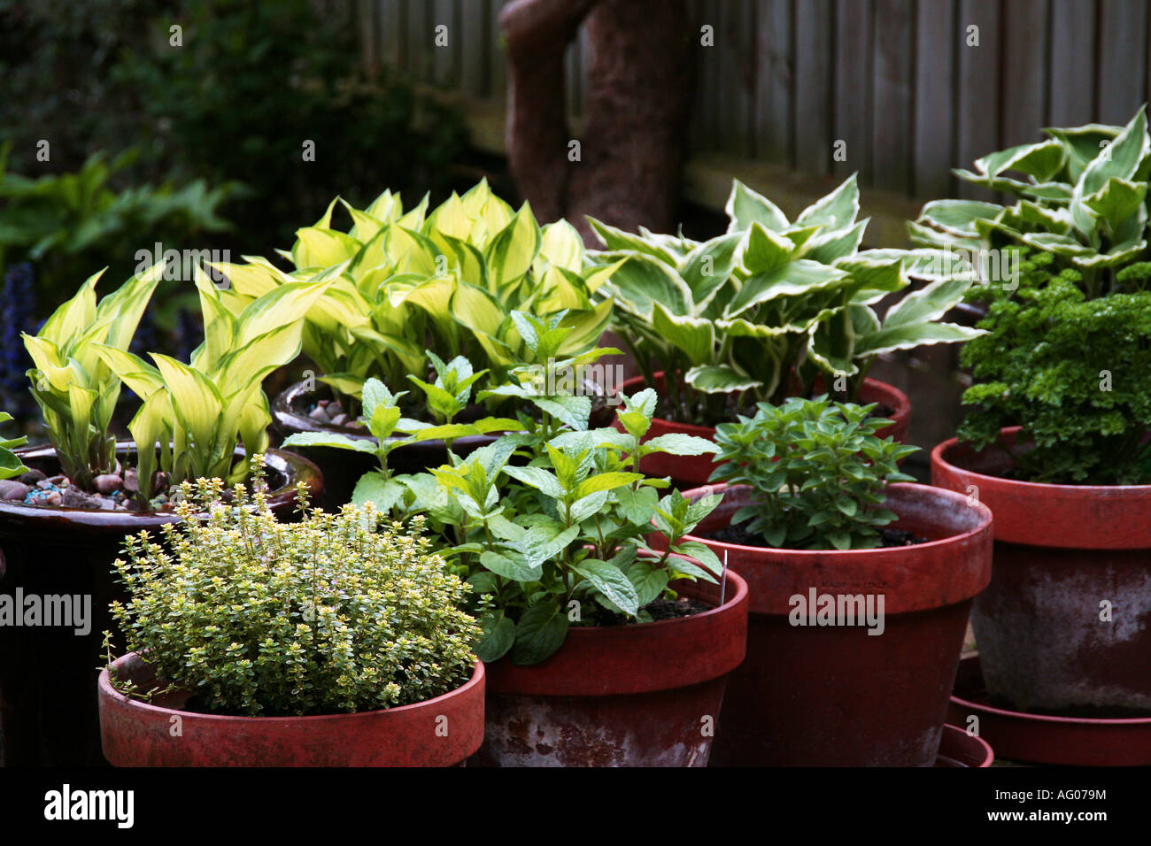 Young Hosta plants in clay garden pots Stock Photo