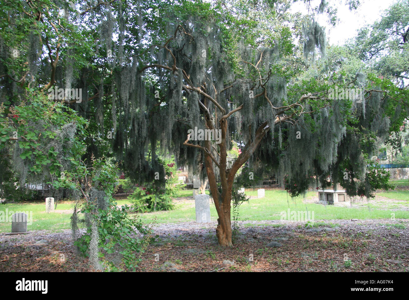 Spanish moss in tree in Colonial Park Cemetery in Savannah USA