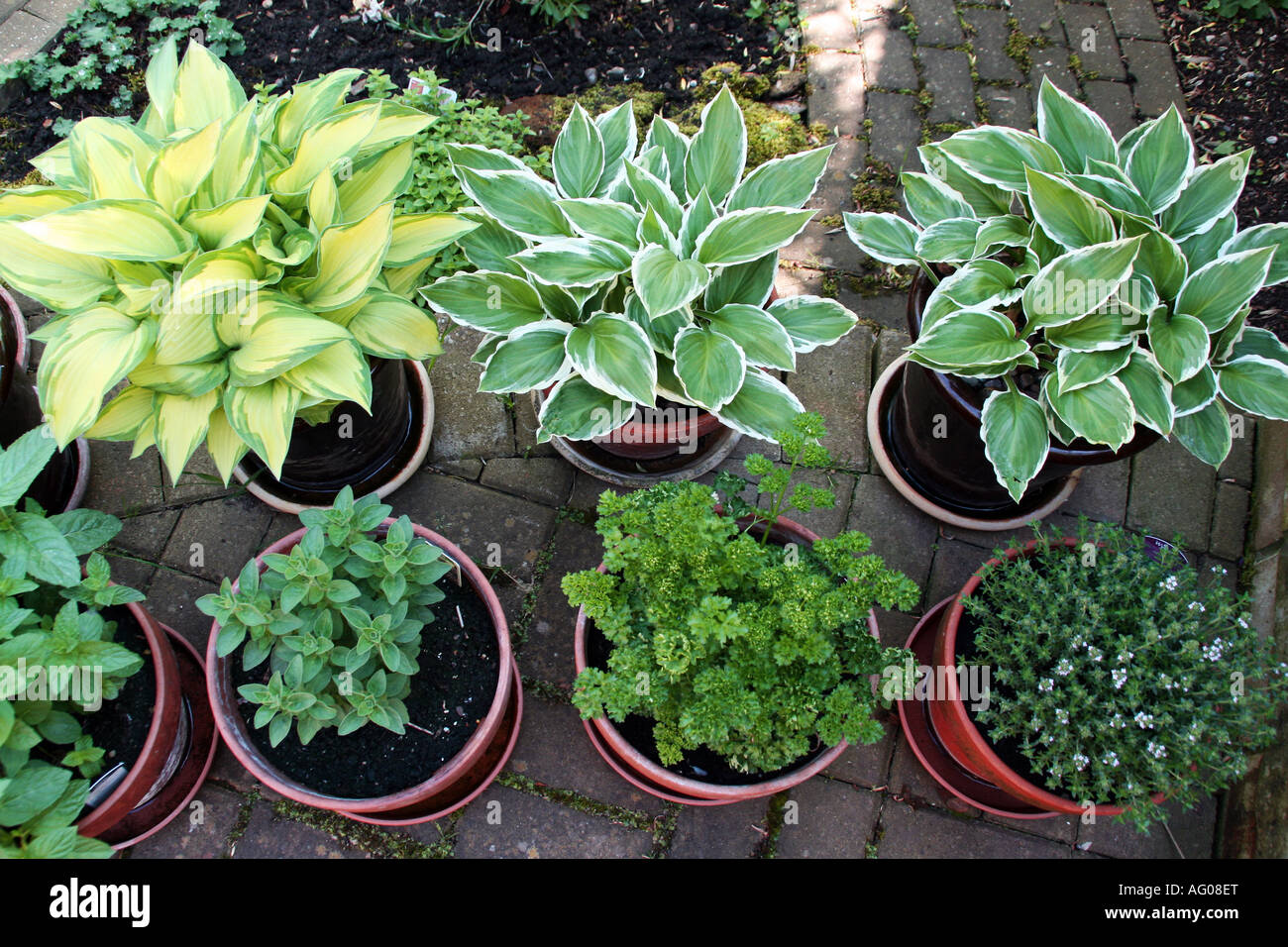 Young Hosta plants in clay garden pots Stock Photo