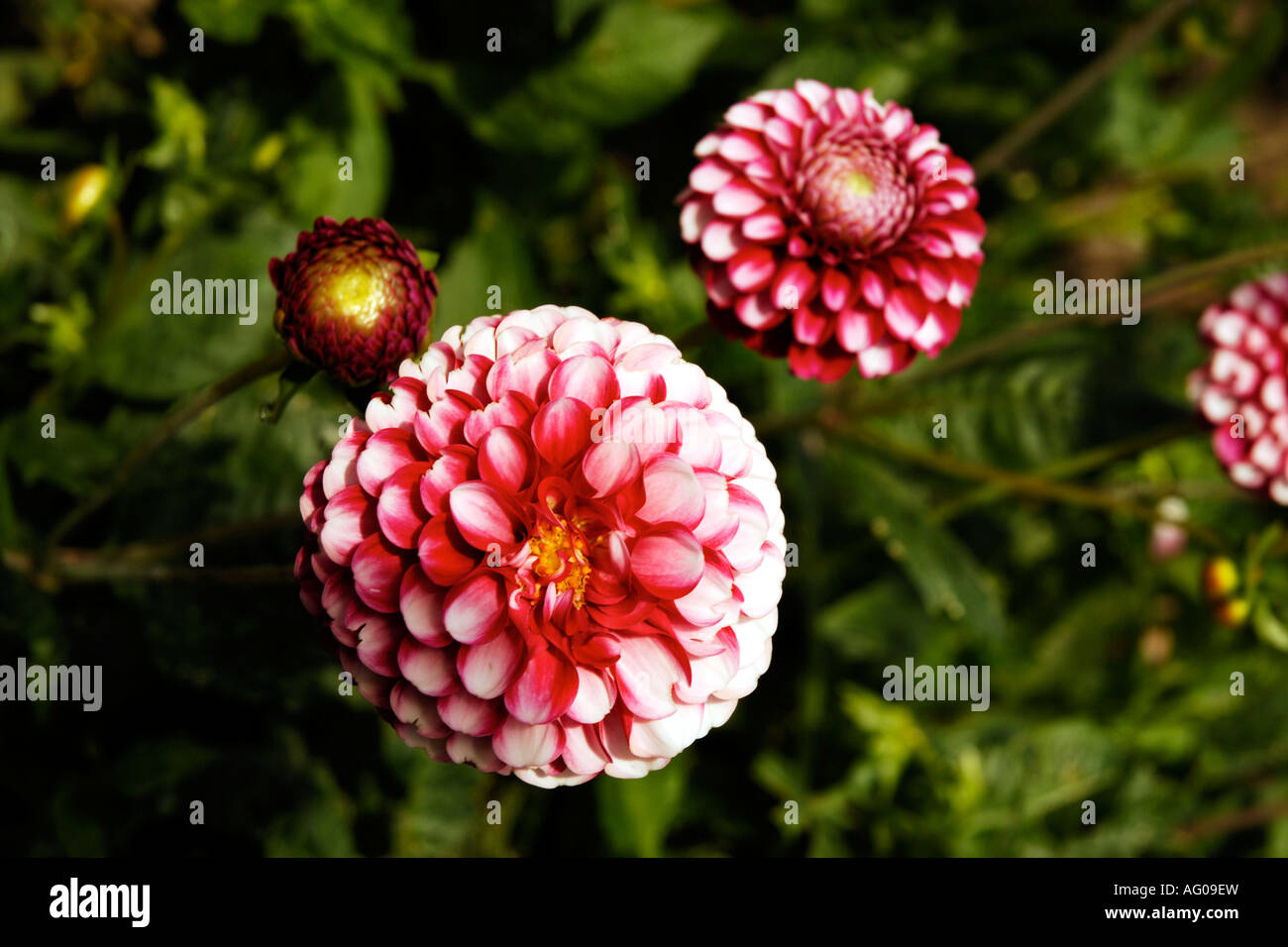 Garden flowers in full bloom Stock Photo Alamy