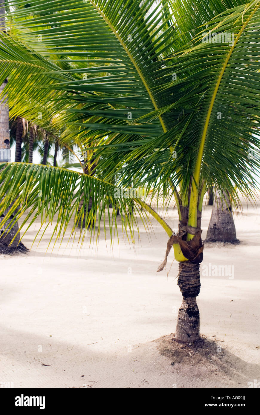 Nipa Palm Growing On Beach Philippines Bohol Panglao Island Visayas Stock Photo