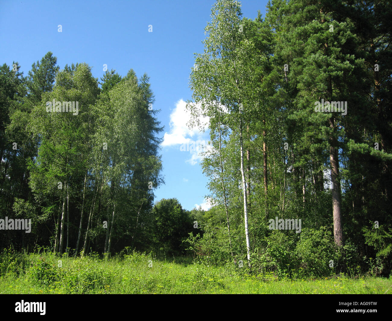 BIRCH WOOD near Henley, England Stock Photo