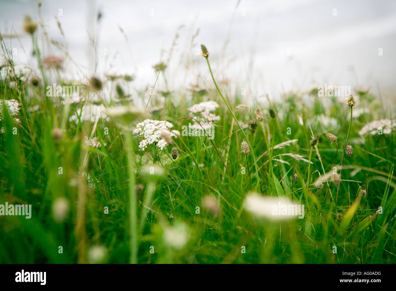 Daucus carota cliff top hires stock photography and images Alamy