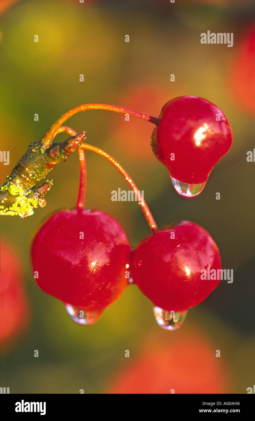 Water Droplets on Ornamental Crab Apples Stock Photo Alamy