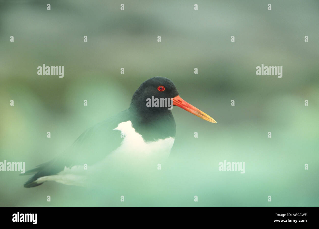 Oystercatcher "Haematopus ostralegus" behind Defocussed Foliage Stock Photo