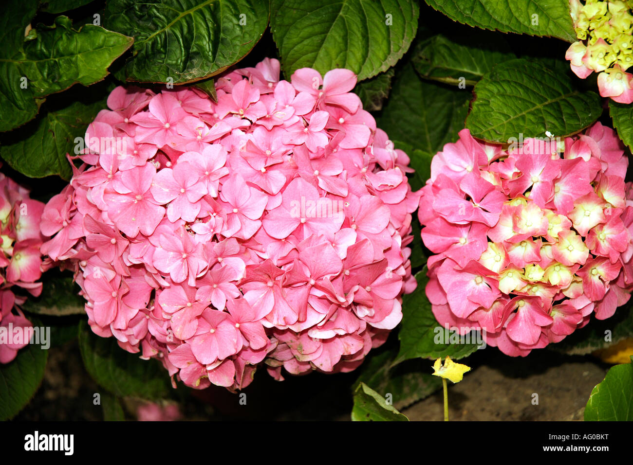 Garden flowers in full bloom Stock Photo Alamy