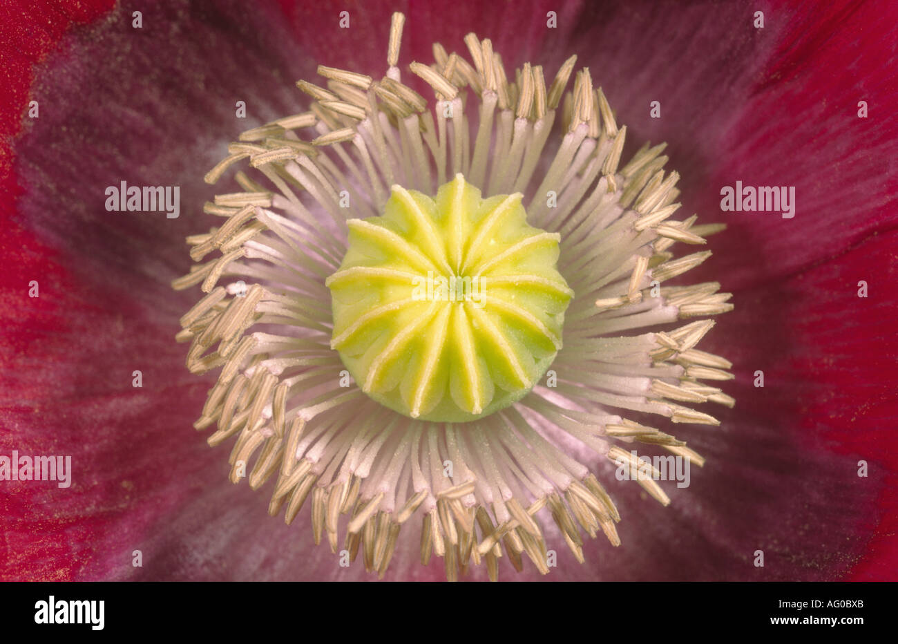 Opium poppy flower detail hi-res stock photography and images - Alamy