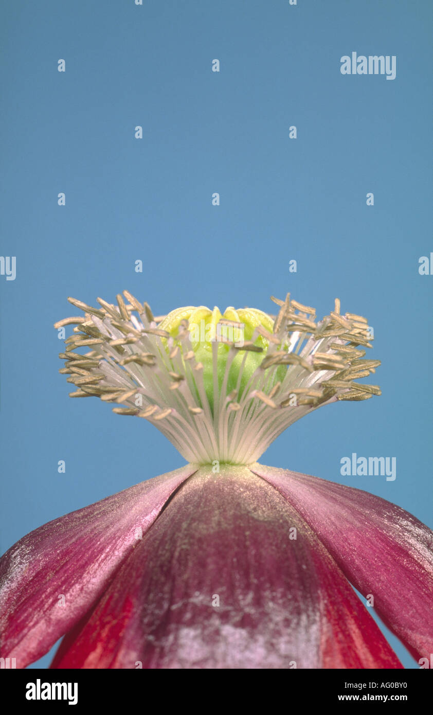 "Opium Poppy" Flower Detail Stock Photo