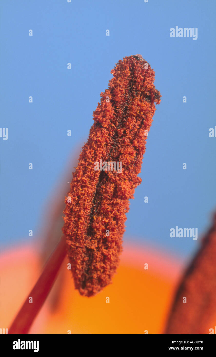 Stamen of Lily Flower with Pollen Grains Stock Photo Alamy