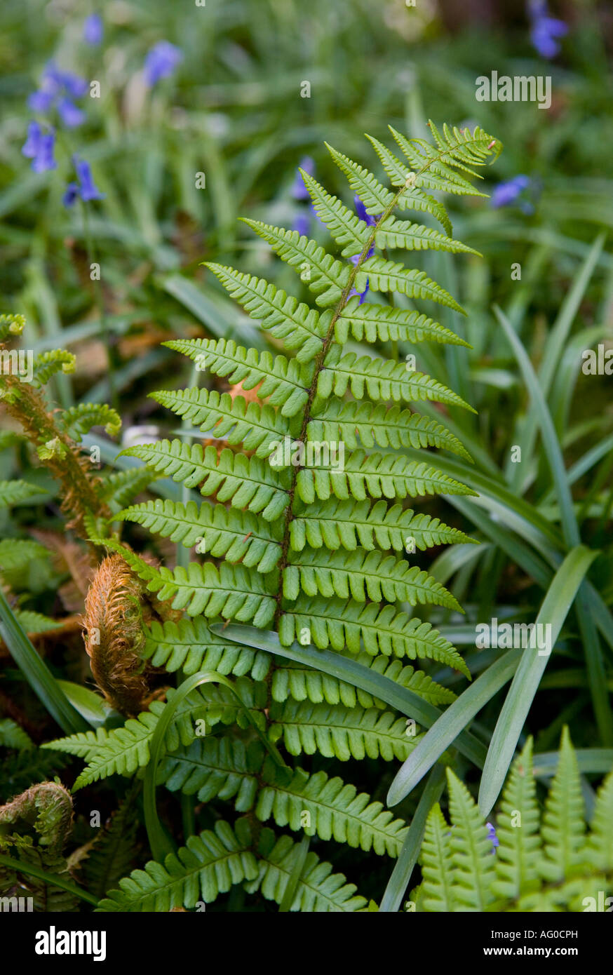 Close up of Fern leaf Stock Photo