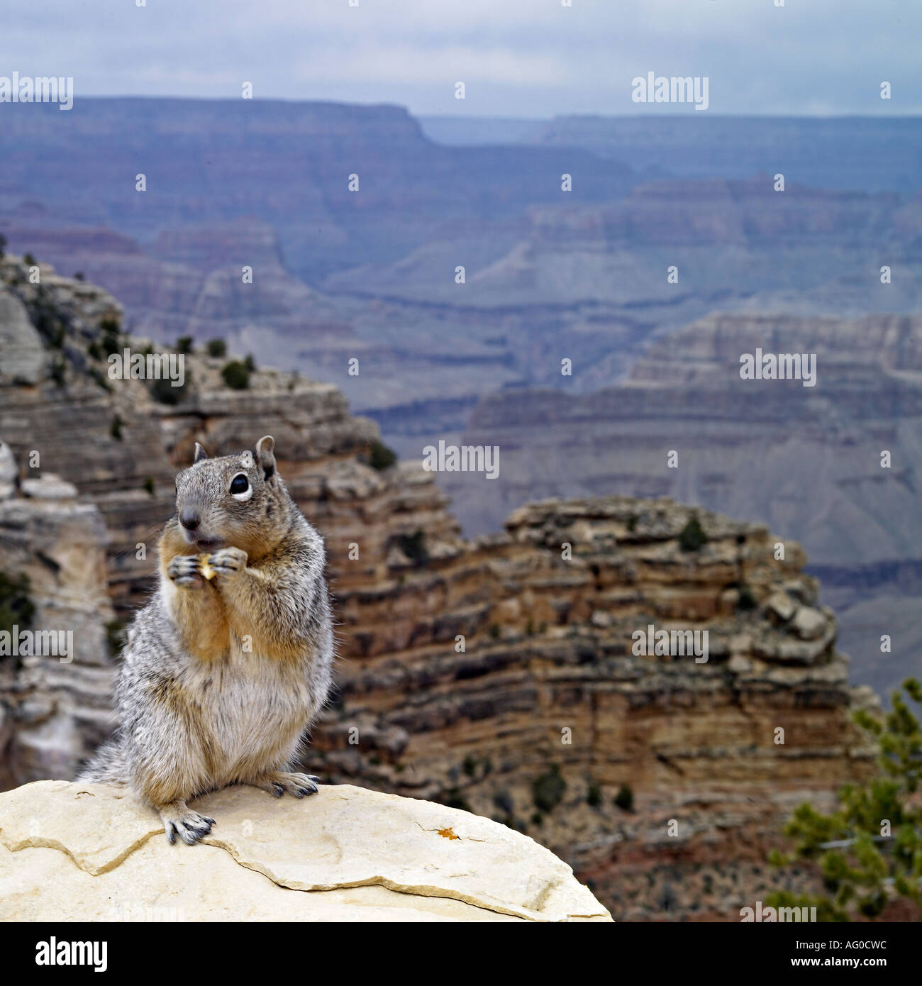 Squirrel in front of Grand Canyon view, Arizona Stock Photo Alamy