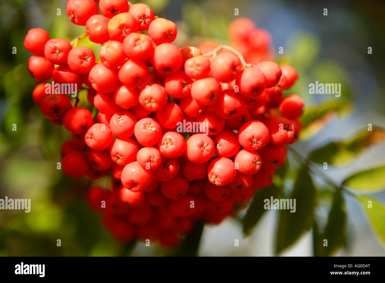 Berry fullness hires stock photography and images Alamy