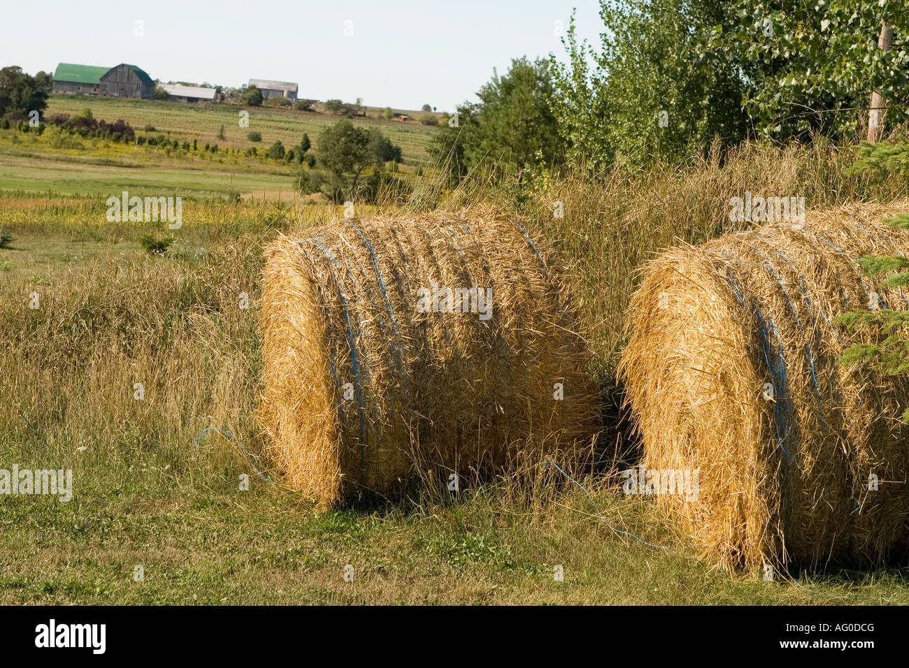 straw hay Stock Photo