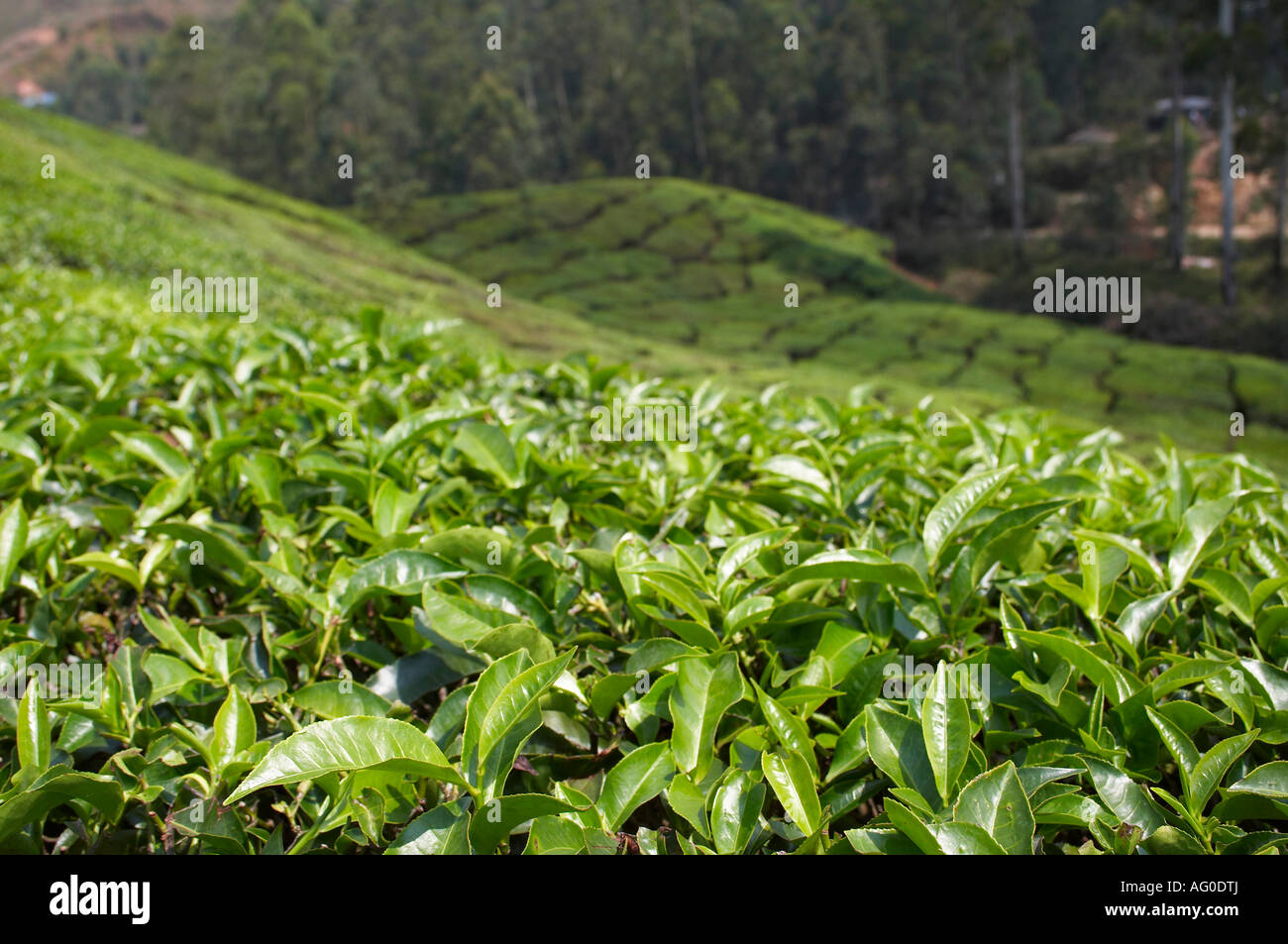 Tea Leaves In Munnar India Stock Photo Alamy