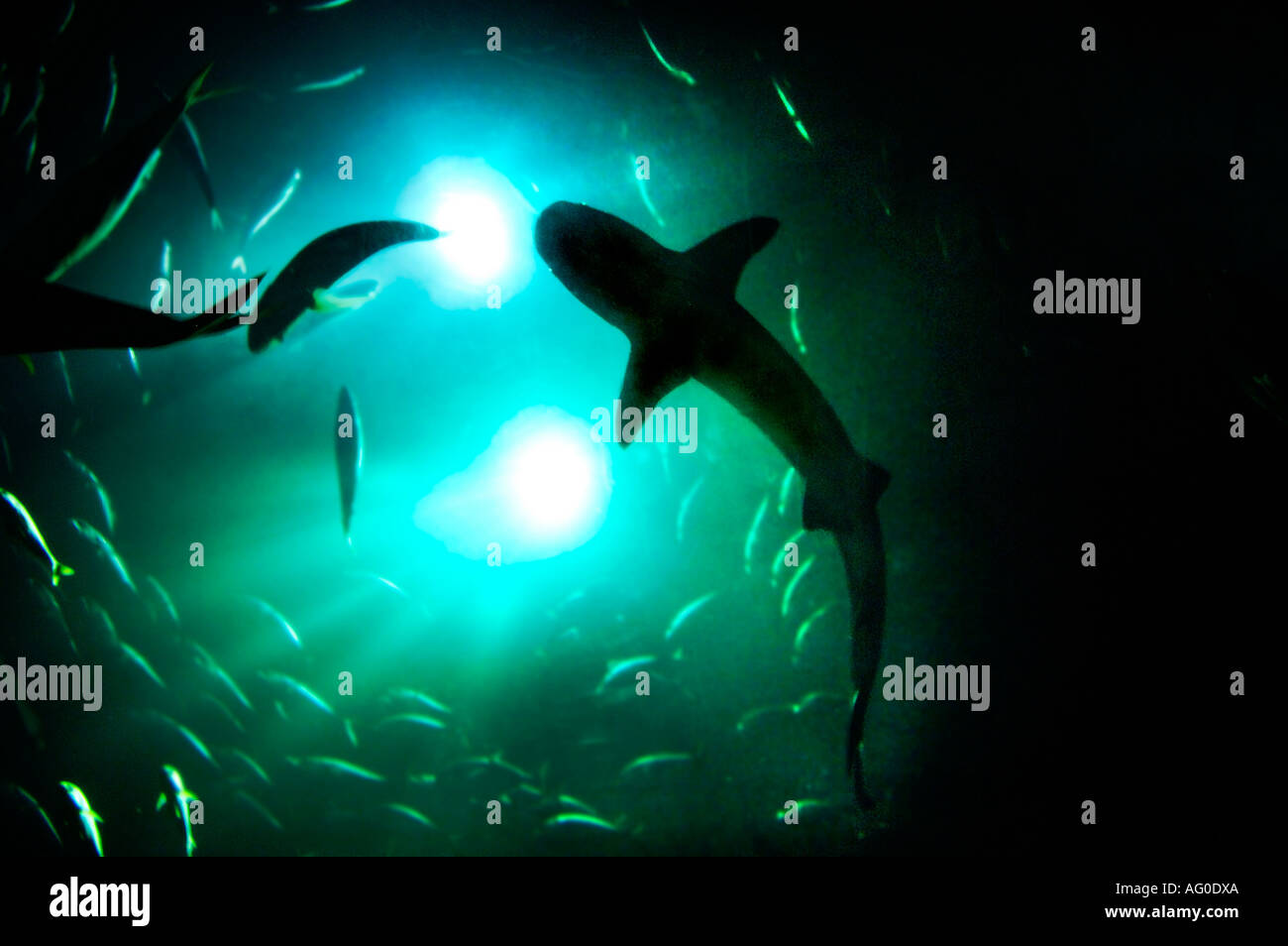 Aquarium, Glow in the dark Shark