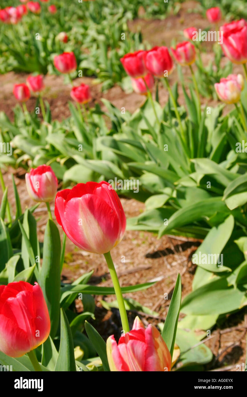 Tulips Pics High Resolution Stock Photography and Images - Alamy