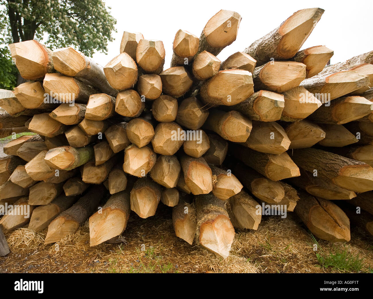 Log pilings hi-res stock photography and images - Alamy
