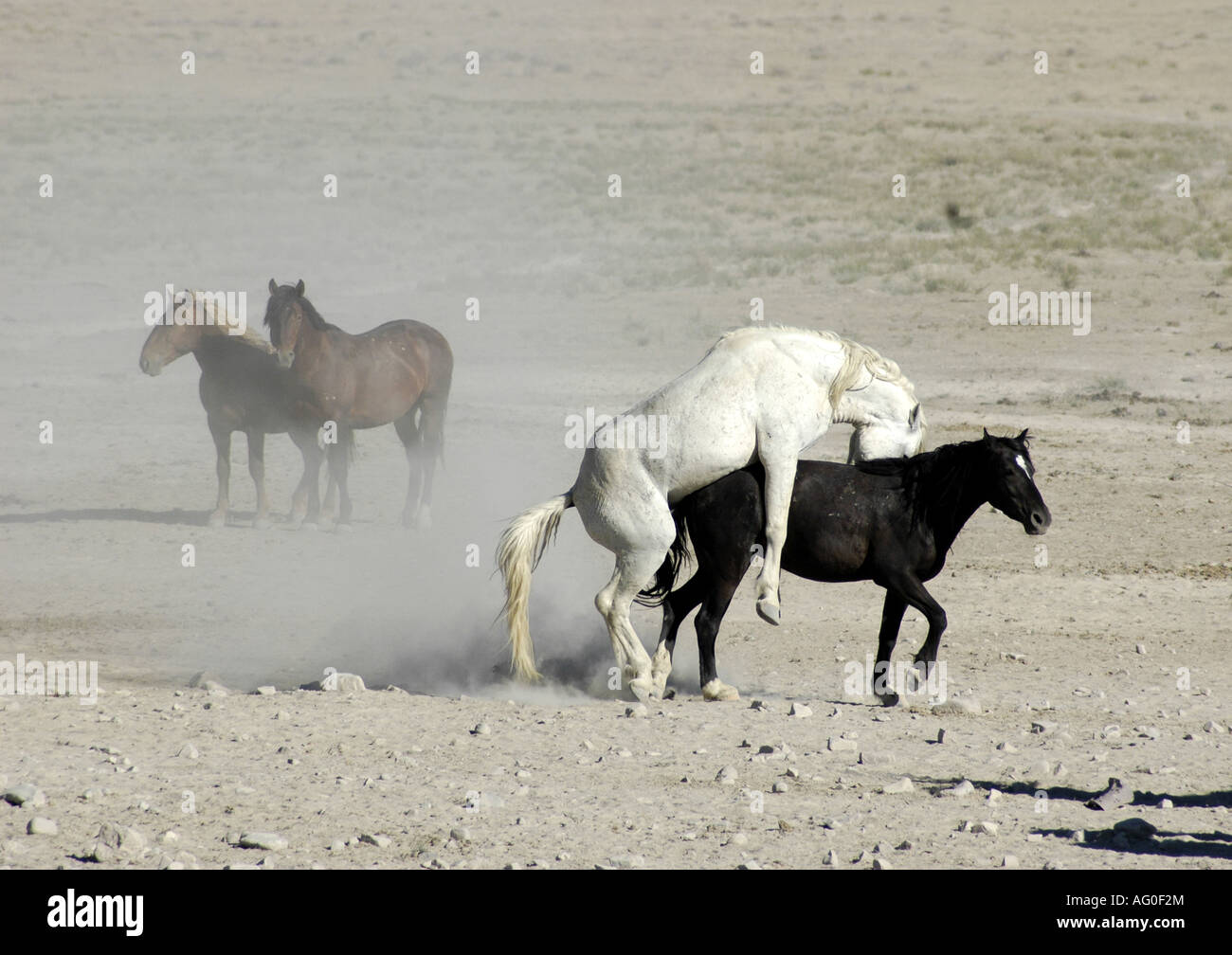 Mating horses hi-res stock photography and images - Page 2 - Alamy