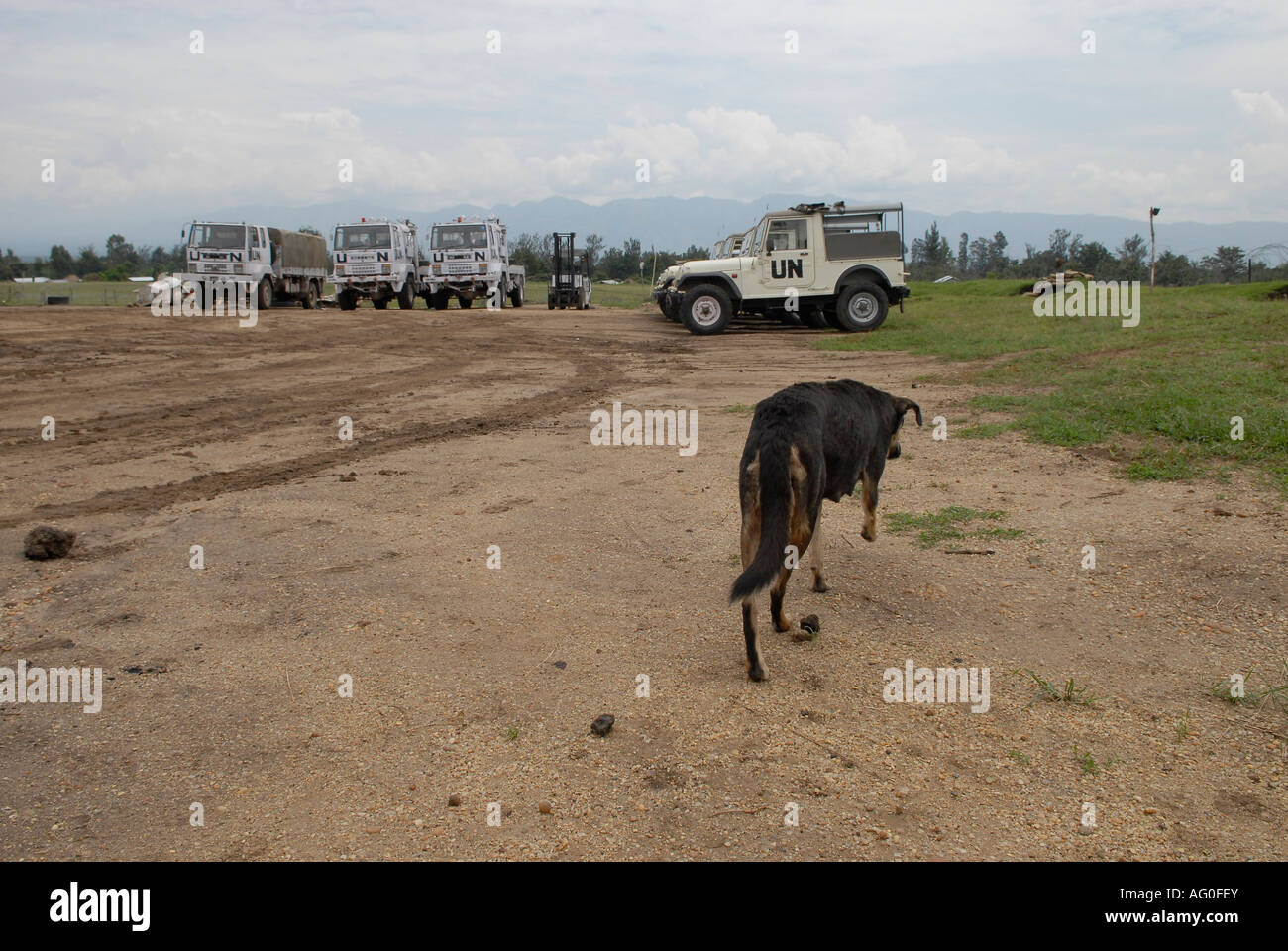 A stray dog walks through a base of Monusco a United Nations peacekeeping force in North Kivu province in Democratic Republic of Congo Africa Stock Photo