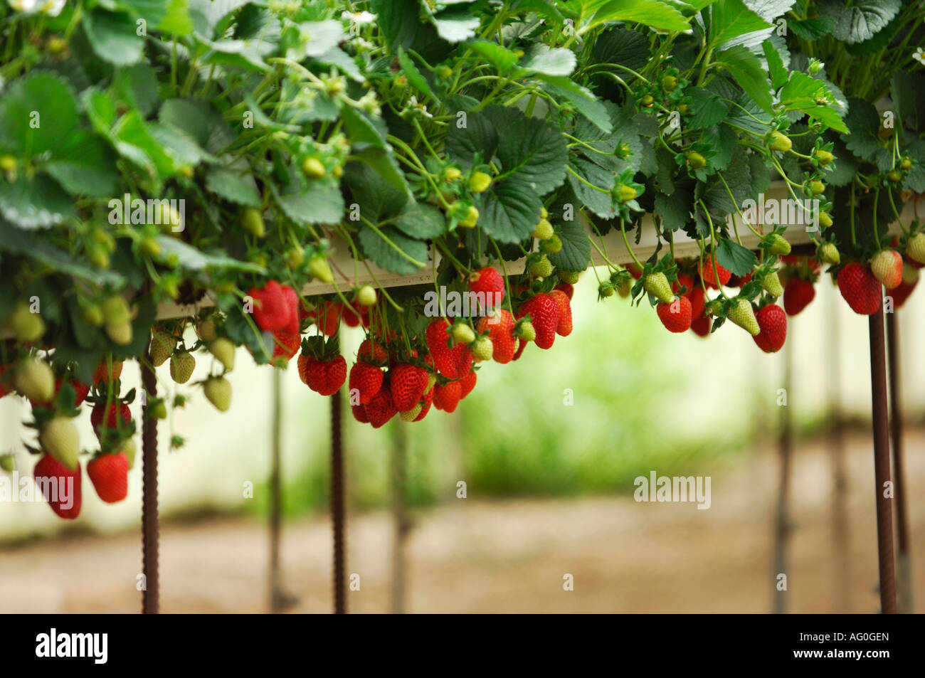 Organic strawberry growing in a greenhouse Stock Photo 14054828 Alamy