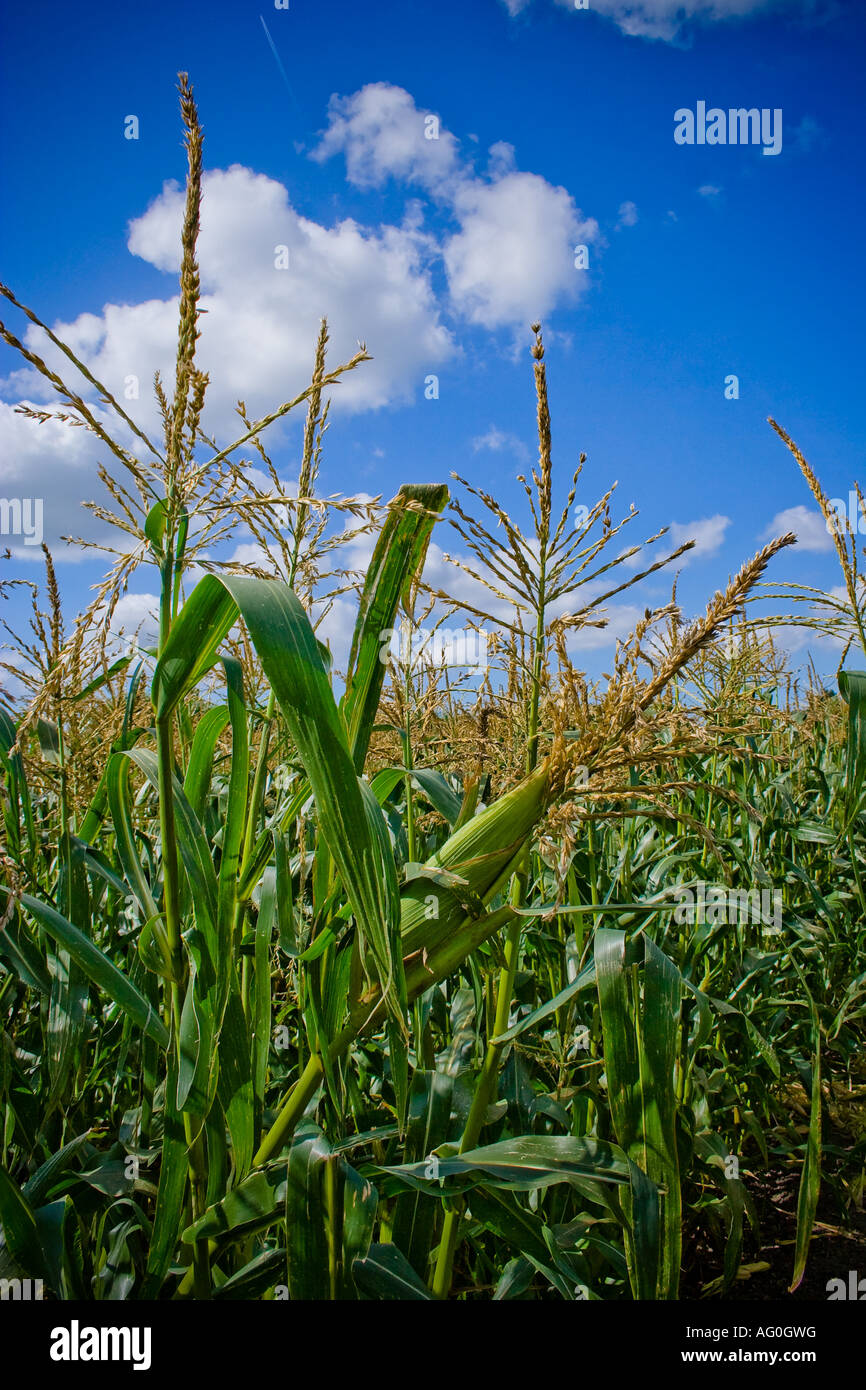 Maize corn field, Netherlands Stock Photo