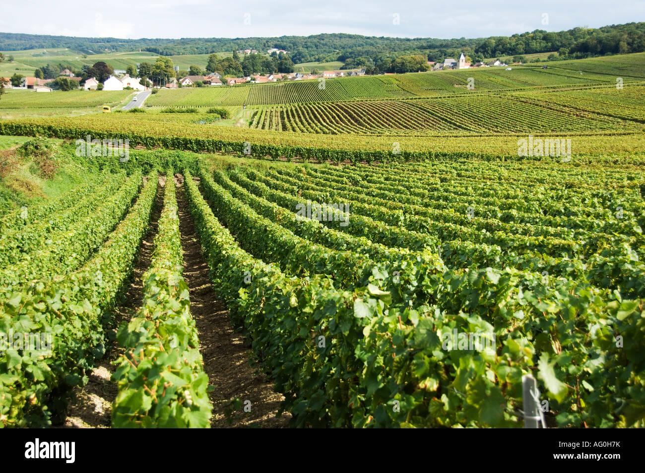 champagne vineyards at chigny les roses montagne de reims france Stock  Photo - Alamy