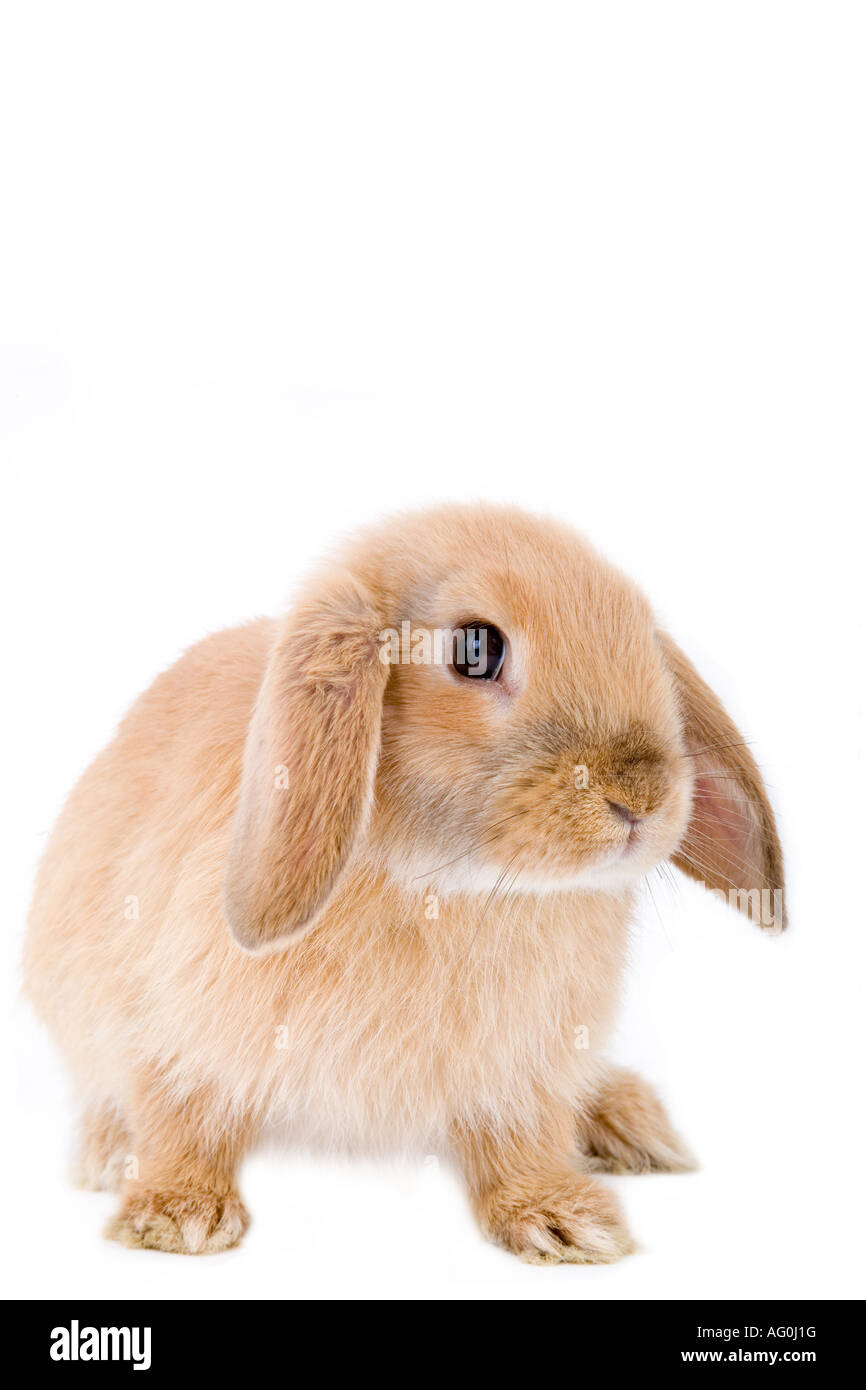 brown white bunny isolated on white Stock Photo