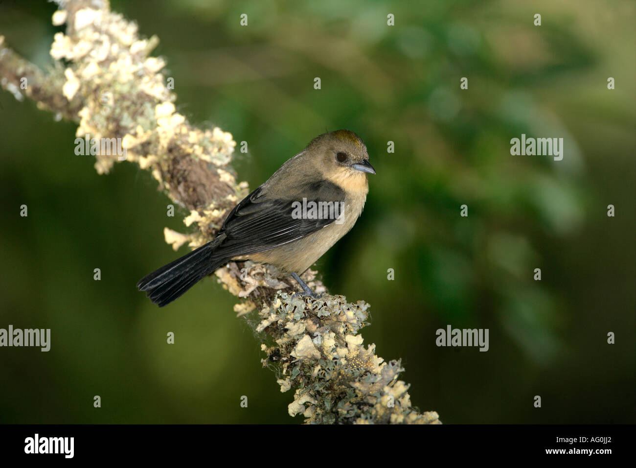 BLACK GOGGLED TANAGER Trichothraupis melanops Female Brazil Stock Photo ...