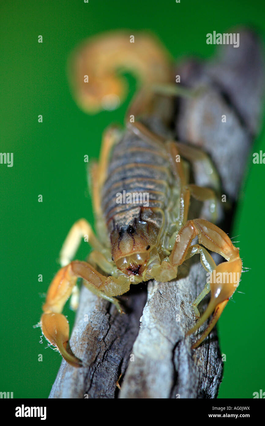 European buthus scorpion Buthus occitanus portrait on branch Spain Stock Photo
