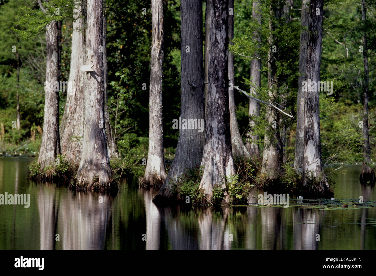 Cypress gardens South Carolina United States Stock Photo Alamy
