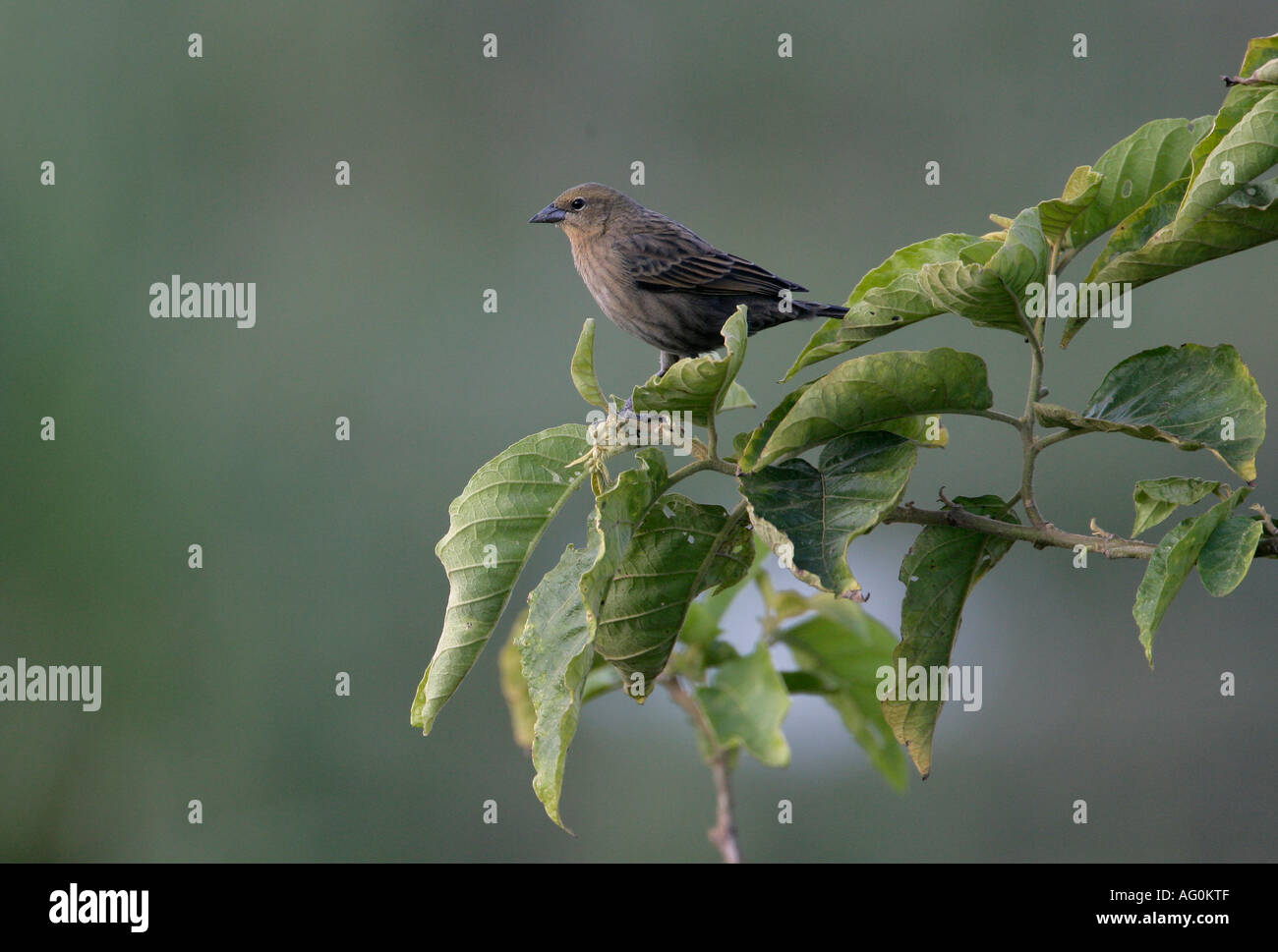 CHESTNUT CAPPED BLACKBIRD Agelaius ruficapillus Brazil Stock Photo