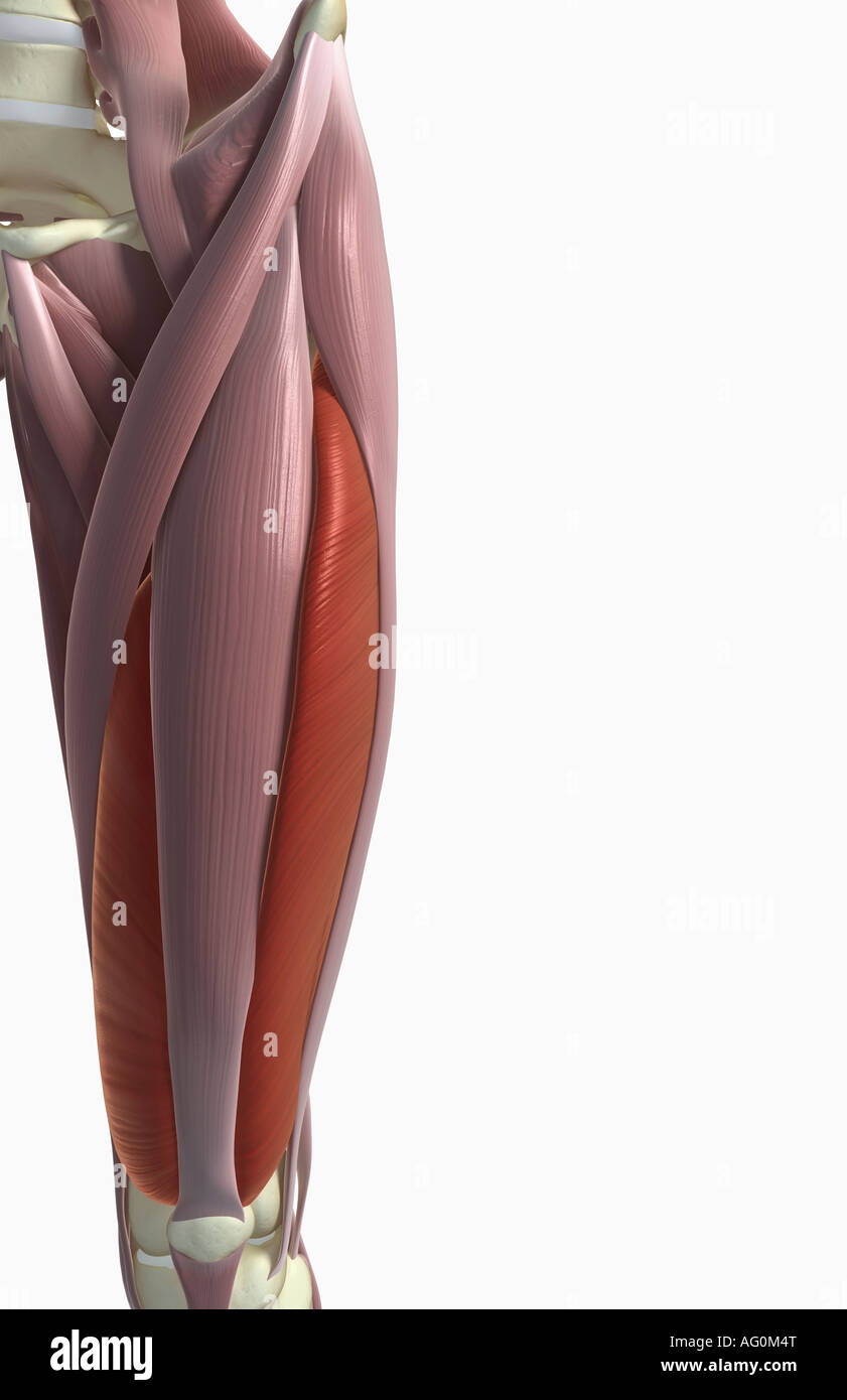  The muscles of the thigh Stock Photo - Alamy
