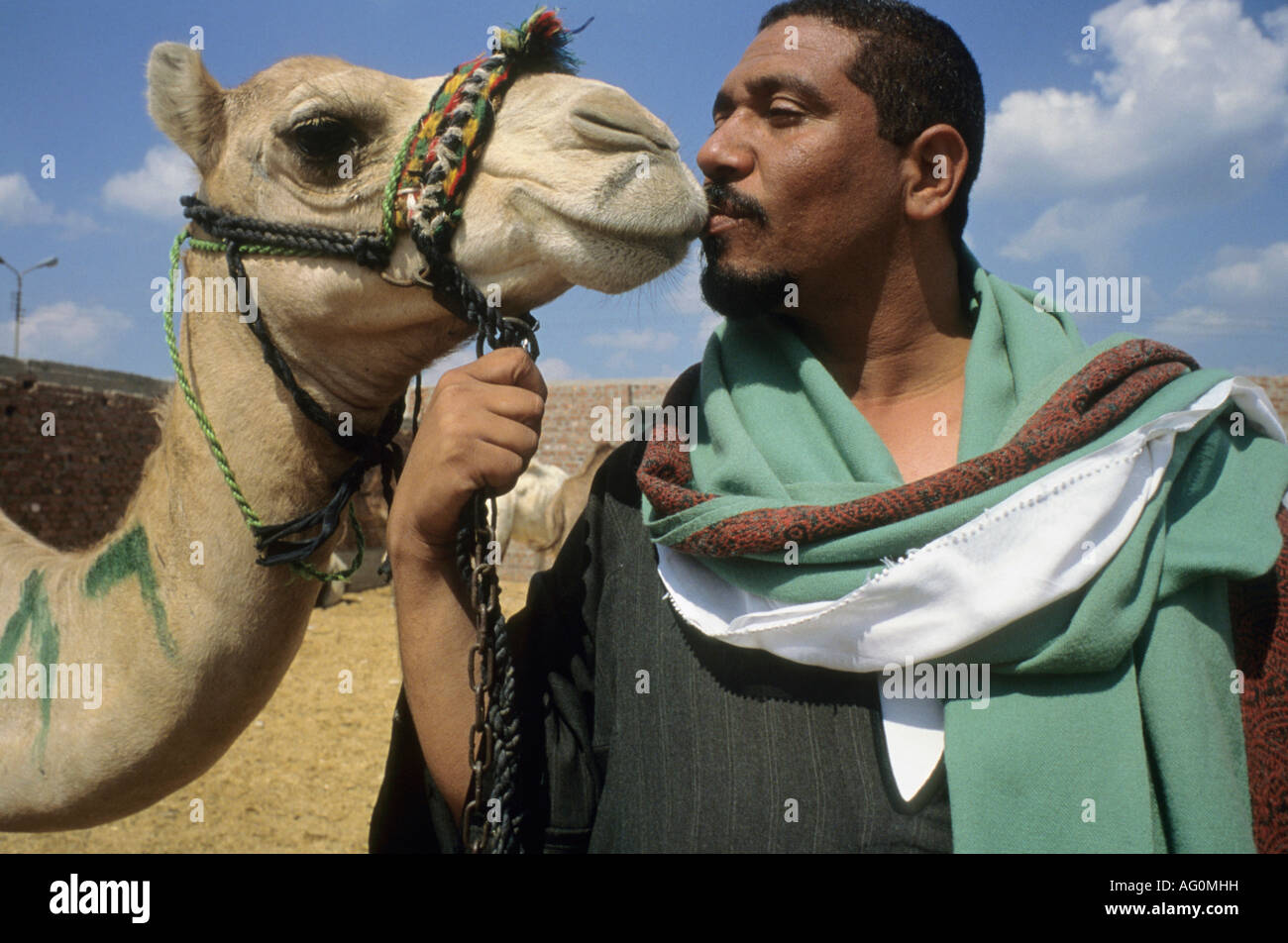 Kissing camels hi-res stock photography and images - Alamy